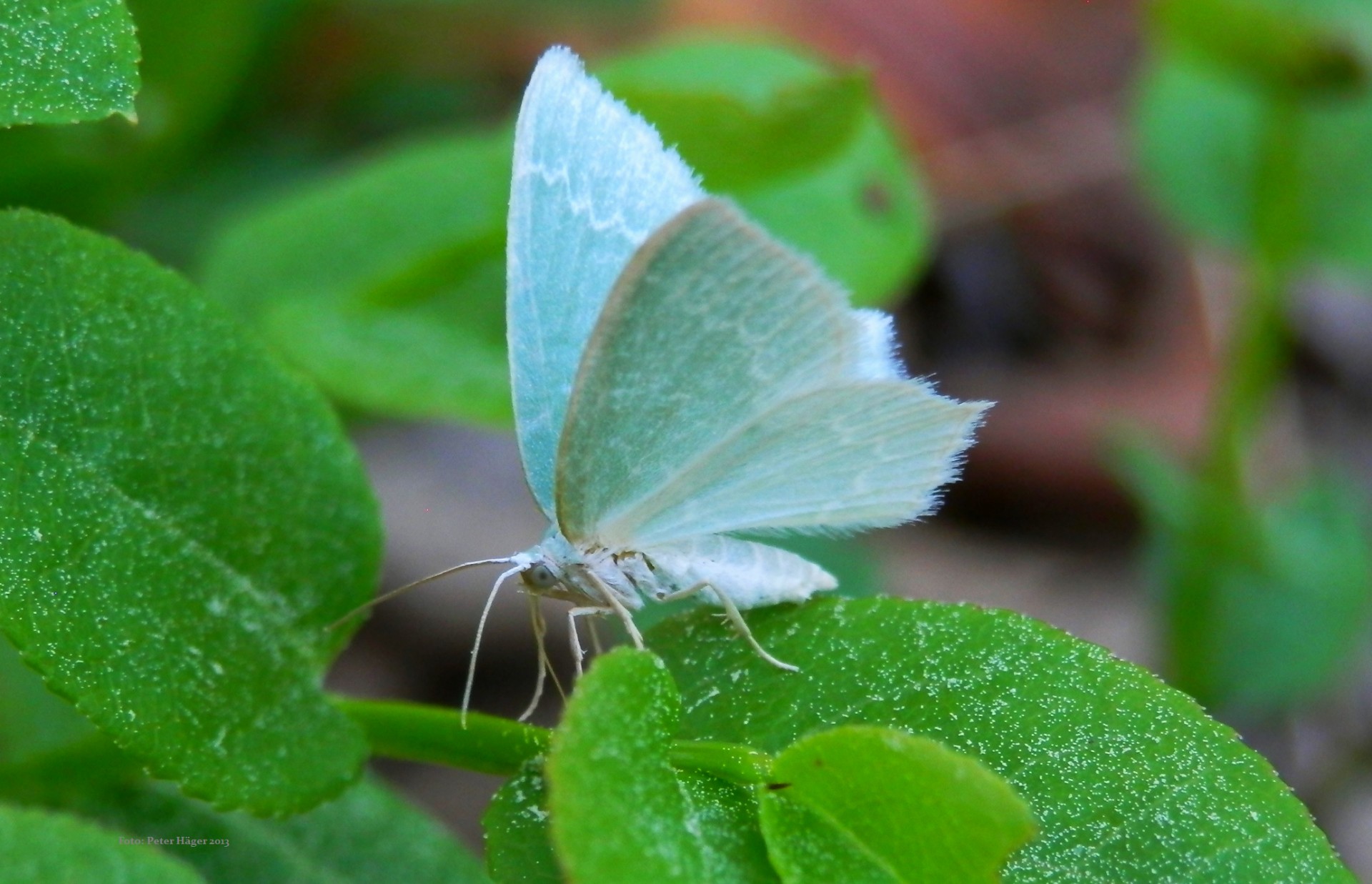 butterfly butterflies blue green forest butterfly free photo