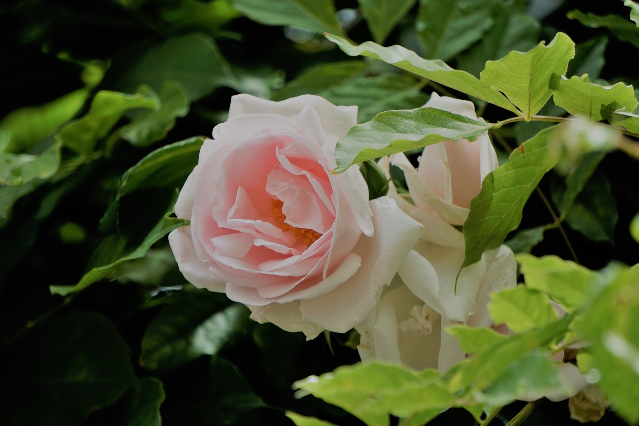 blanche rose fleur flore free photo