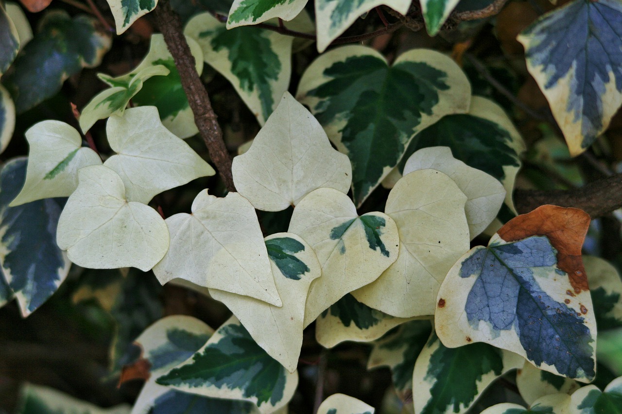 blanched ivy ivy leaves free photo