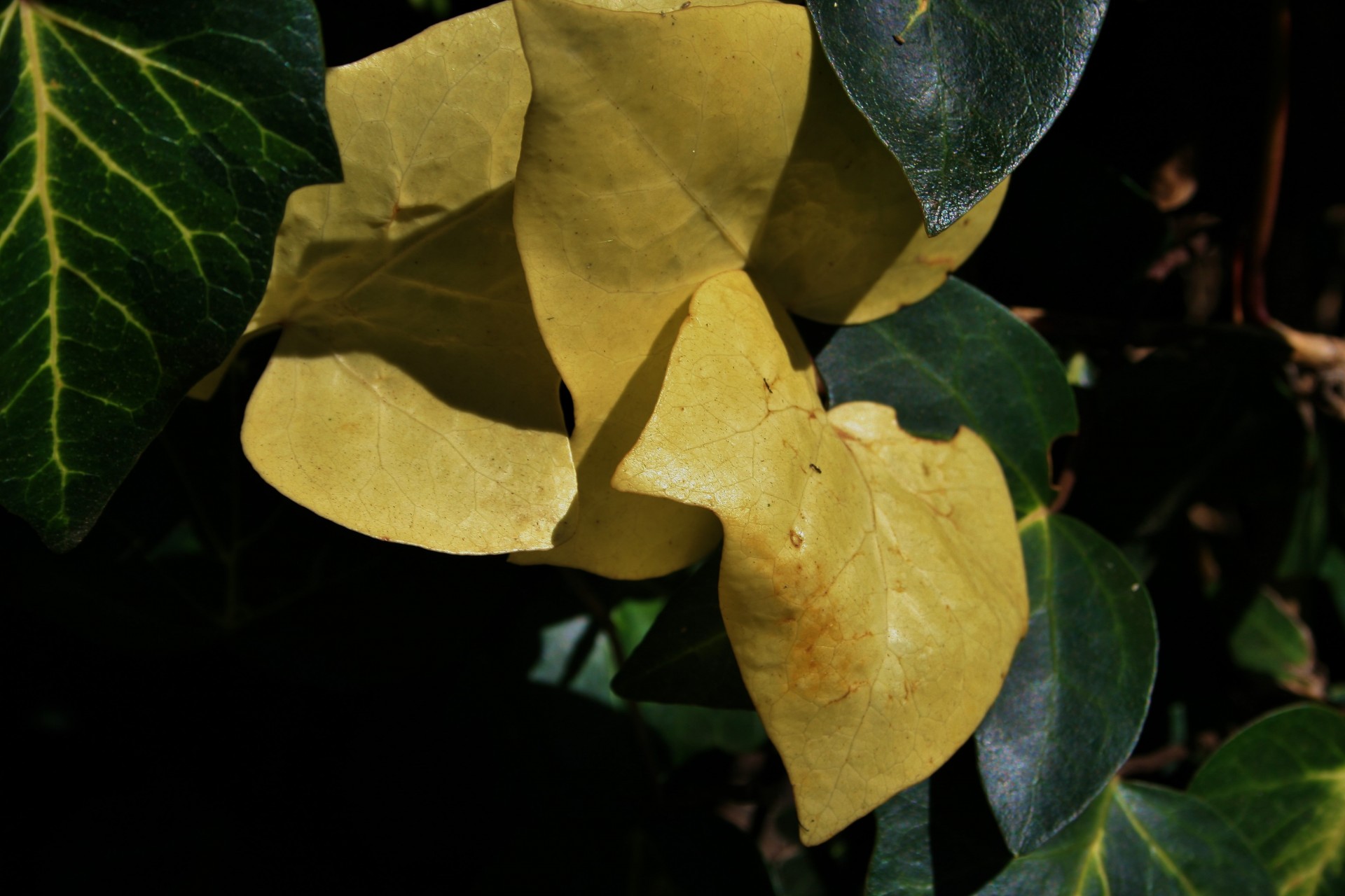 leaves ivy blanched free photo