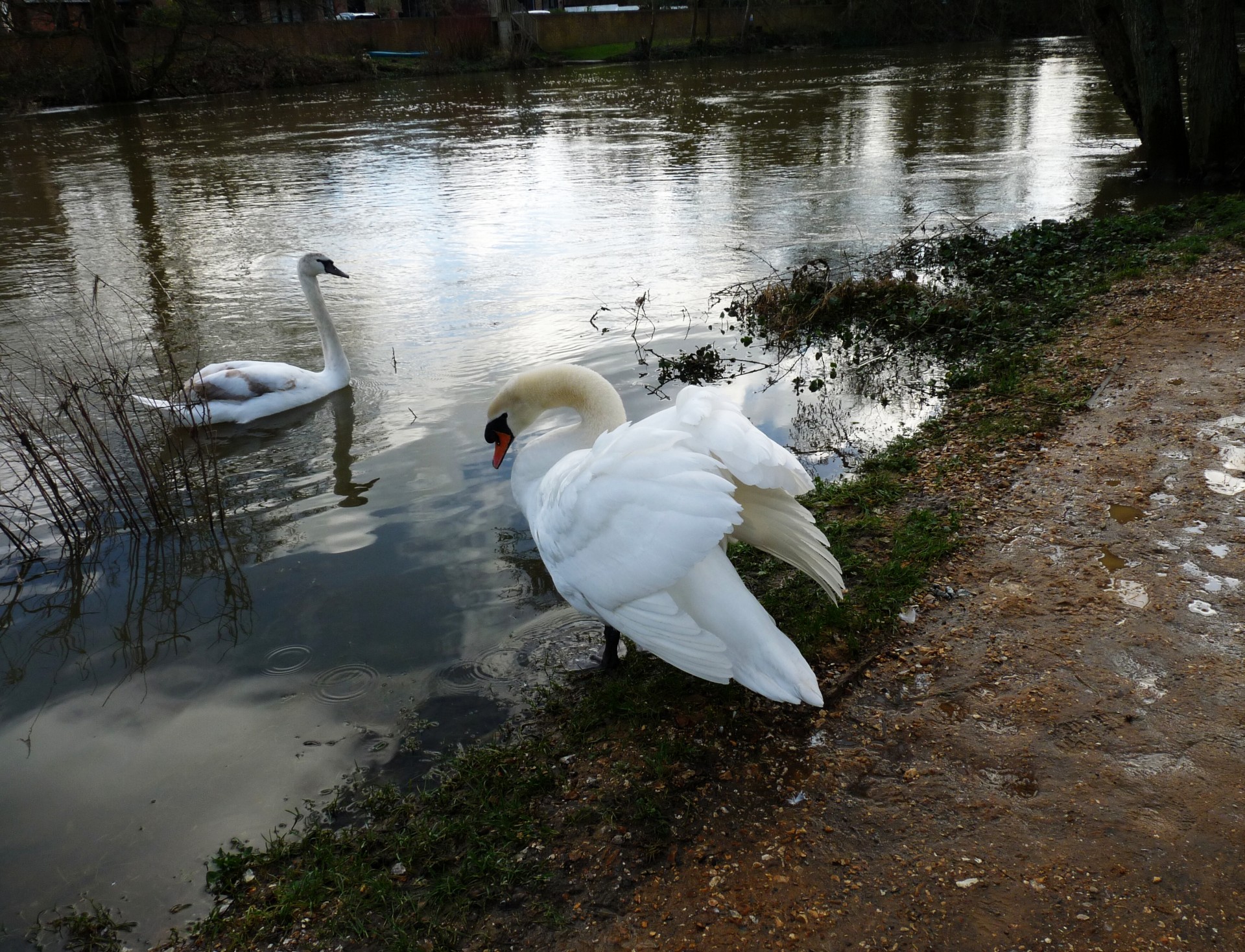 wild life blandford swans free photo