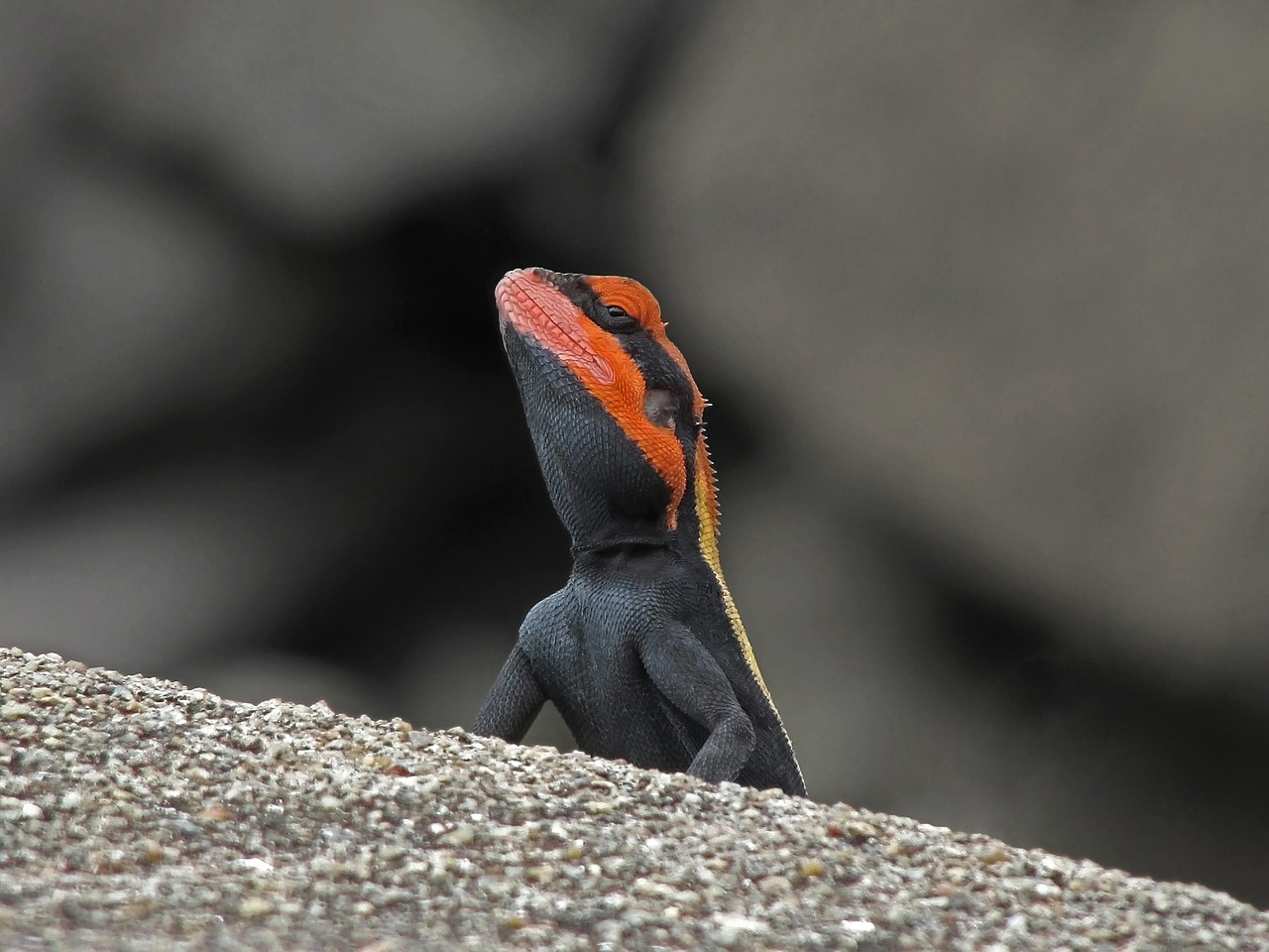 blanford's rock agama lizard agamid free photo