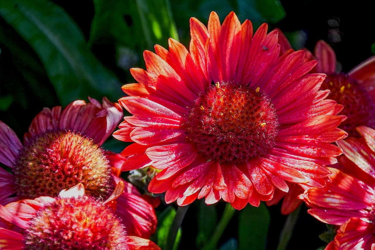 blanket  red  nature free photo