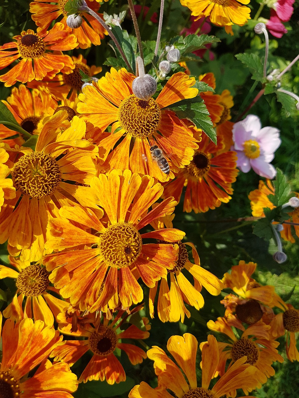 blanket  gaillardia  summer free photo