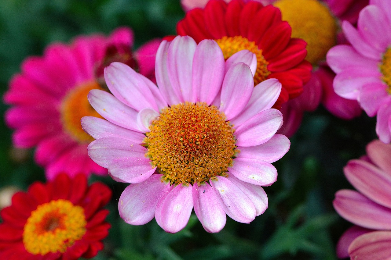 blanket flower flowers free photo