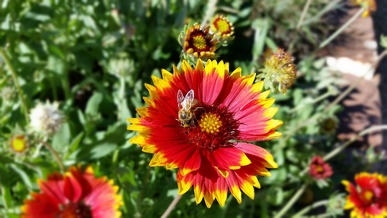 blanket flower red yellow free photo