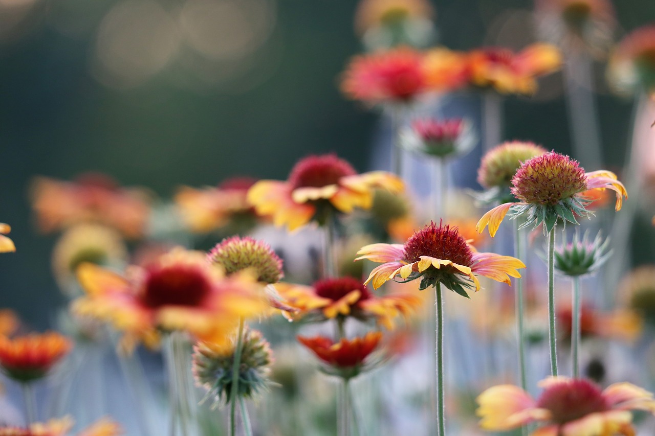 blanket flower  gaillardia aristata  decorative free photo