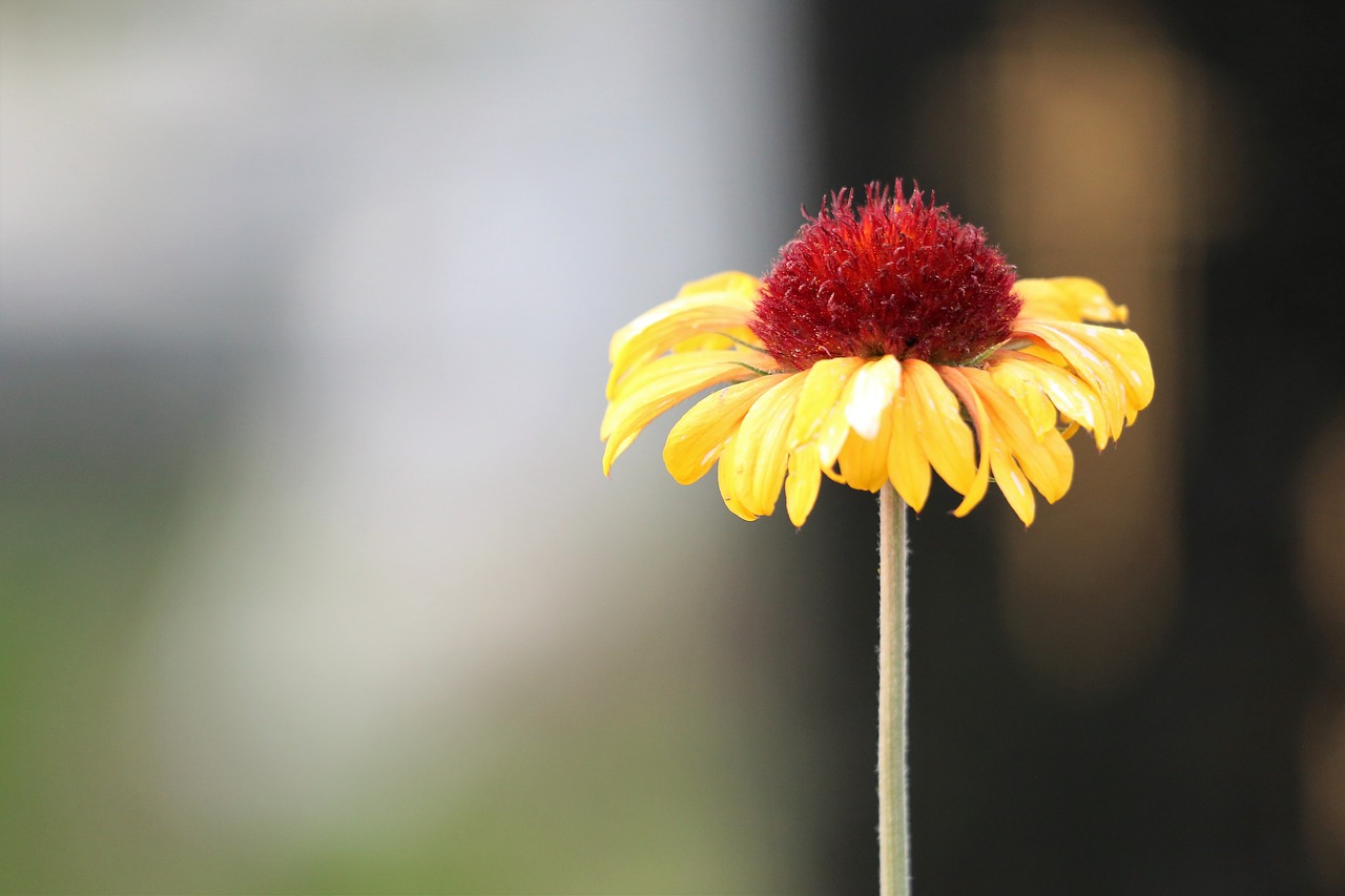 blanket flower  gaillardia aristata  decorative free photo