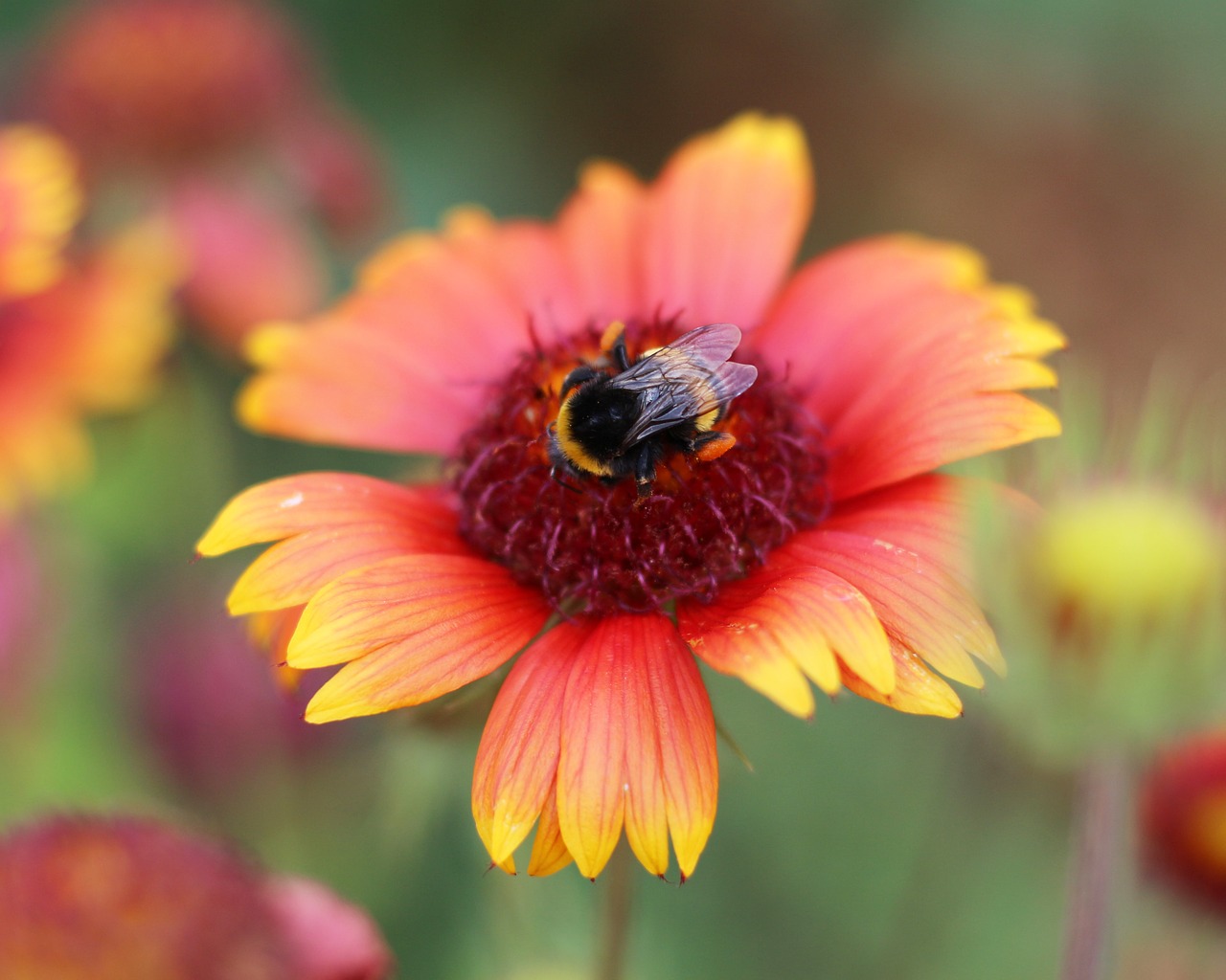 blanket flowers  garden  nature free photo