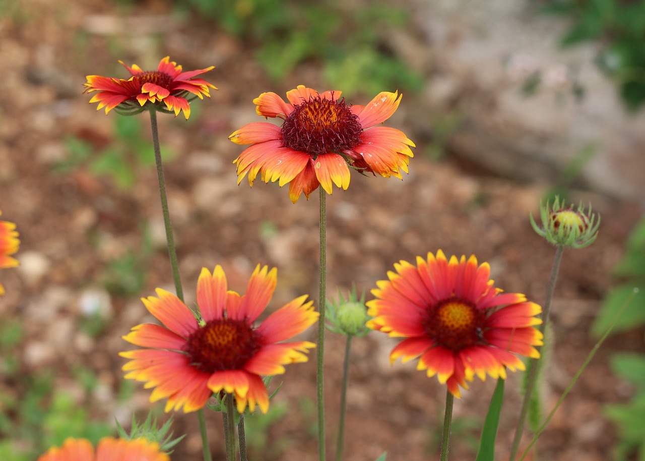 blanket flowers  garden  nature free photo