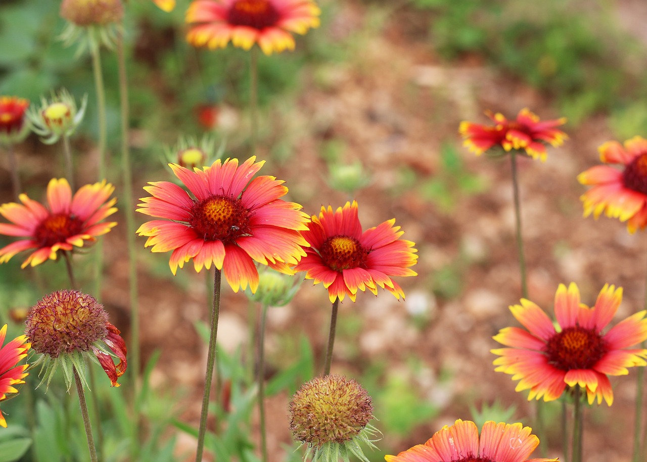 blanket flowers  garden  nature free photo