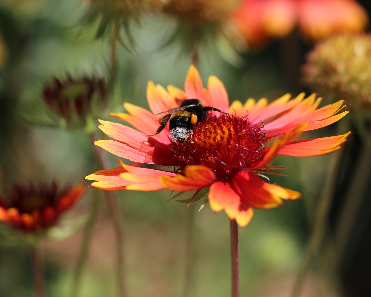 blanket flowers  garden  nature free photo