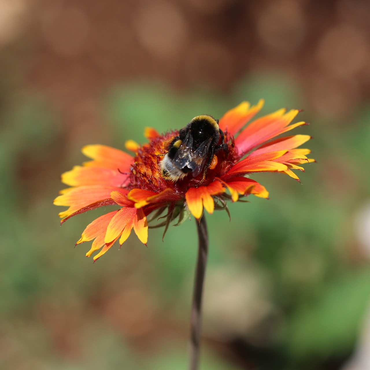 blanket flowers  garden  nature free photo