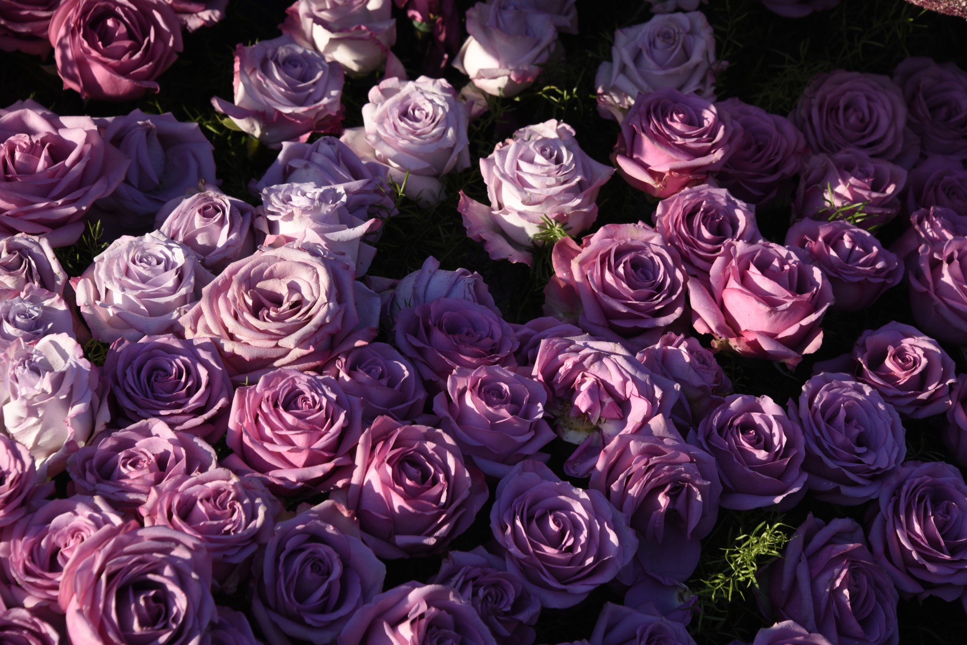 pink roses blanket free photo