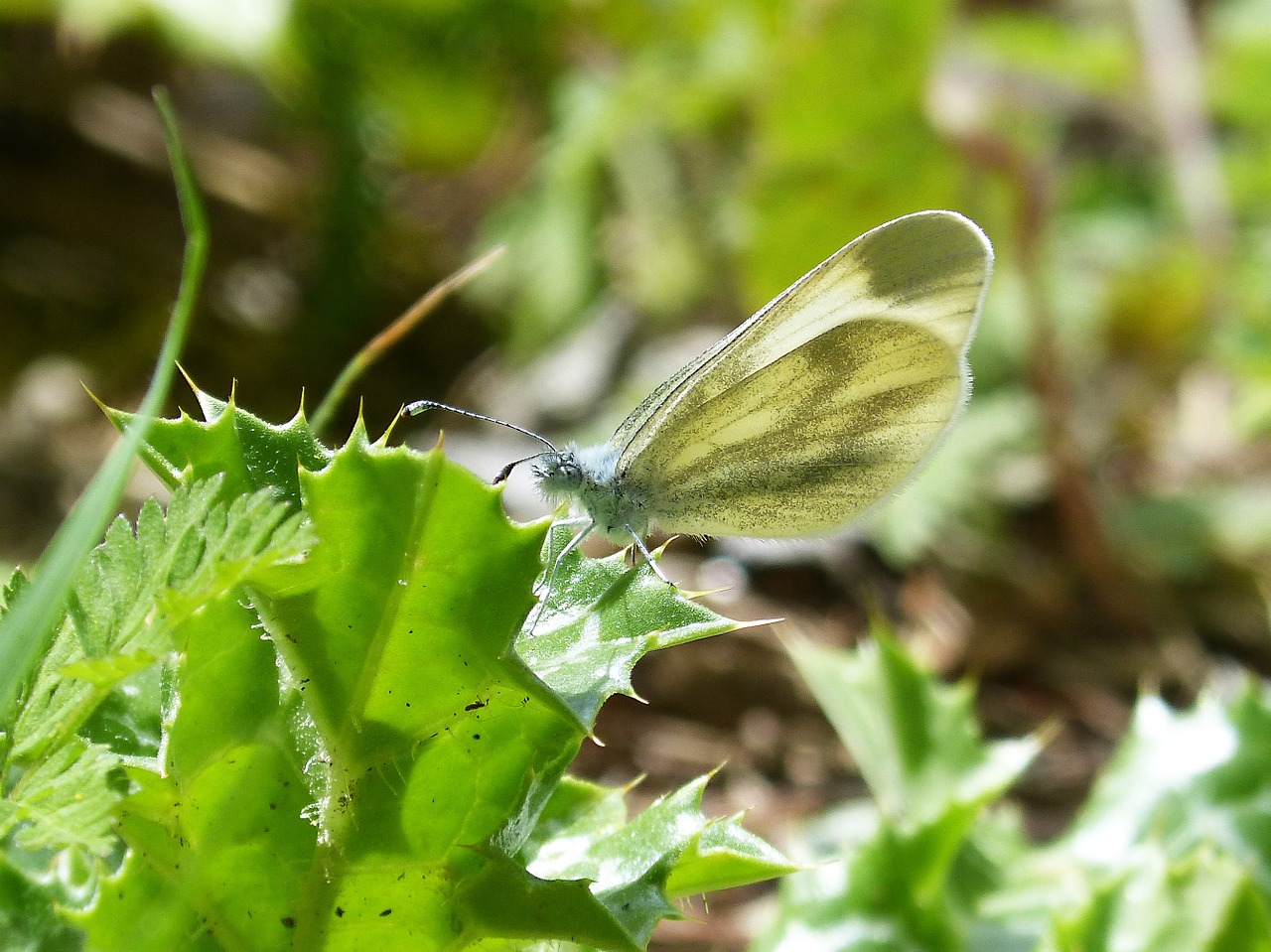 blanquita of cabbage the cabbage butterfly pieris rapae free photo