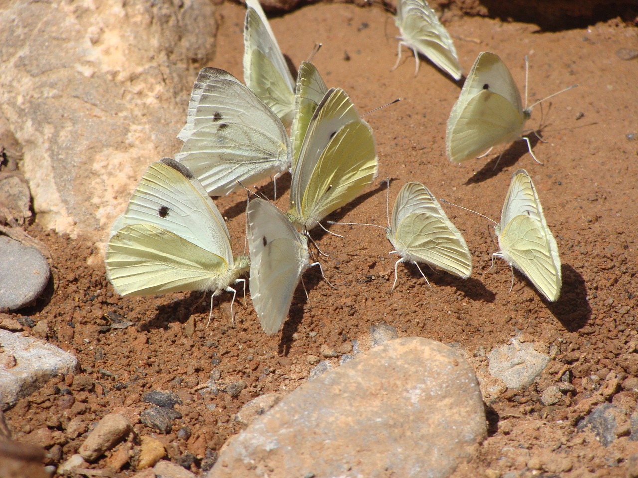 blanquita of cabbage butterflies pieris rapae free photo
