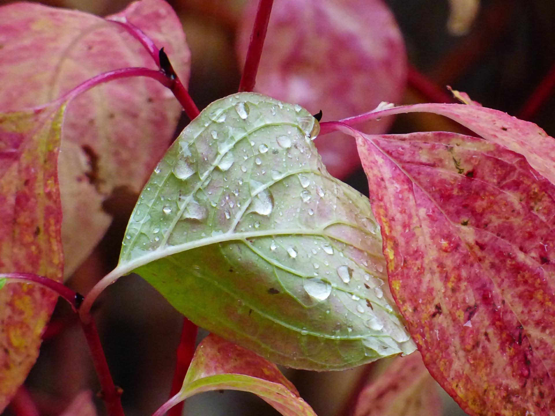 leaf plant drops free photo