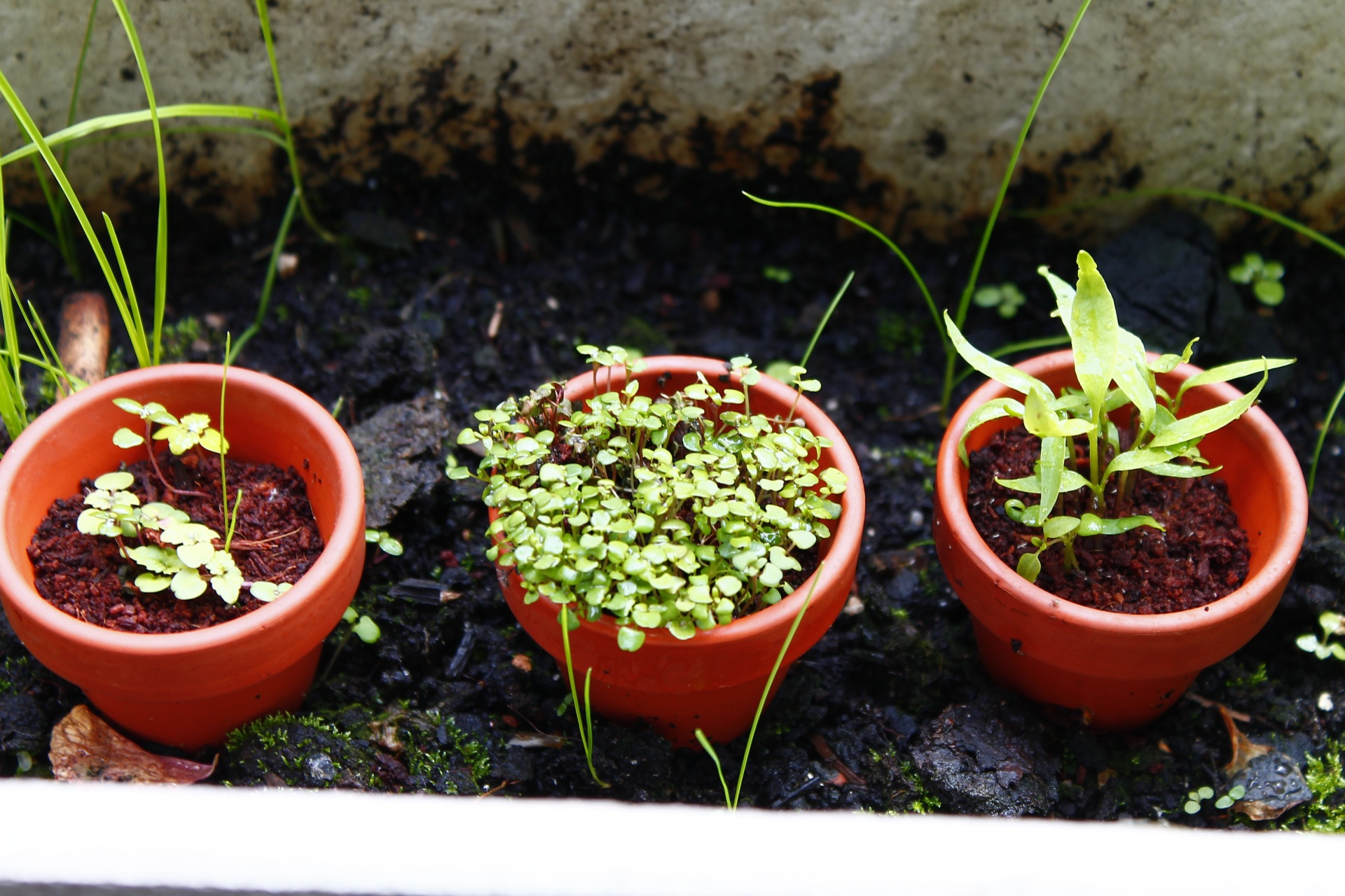 young salad green free photo