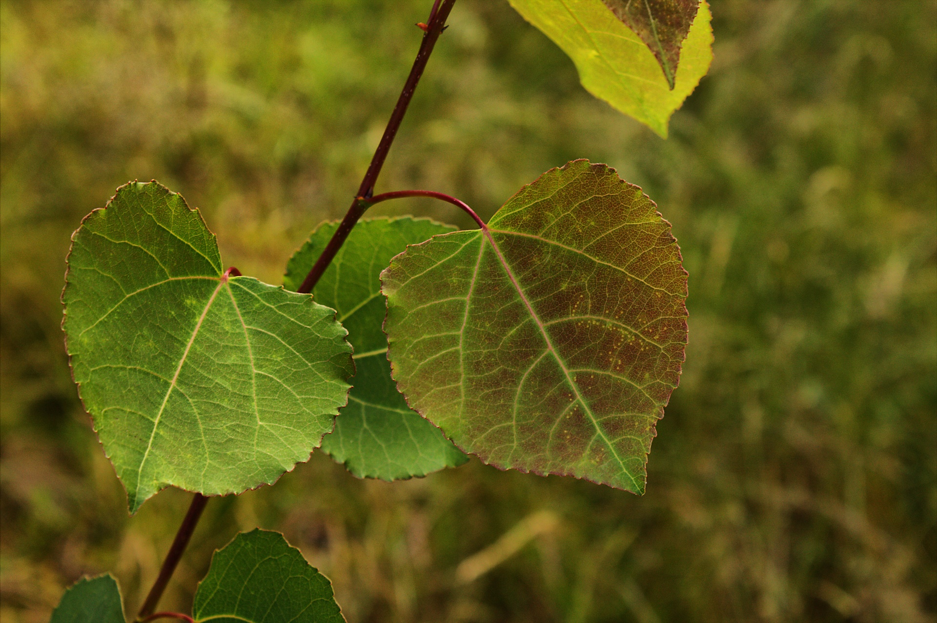 leaf green plant green free photo