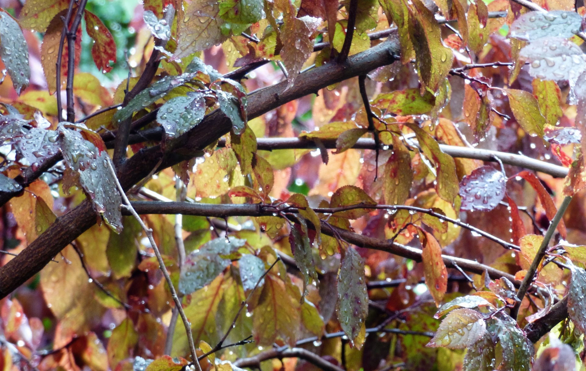 leaf drop rain free photo