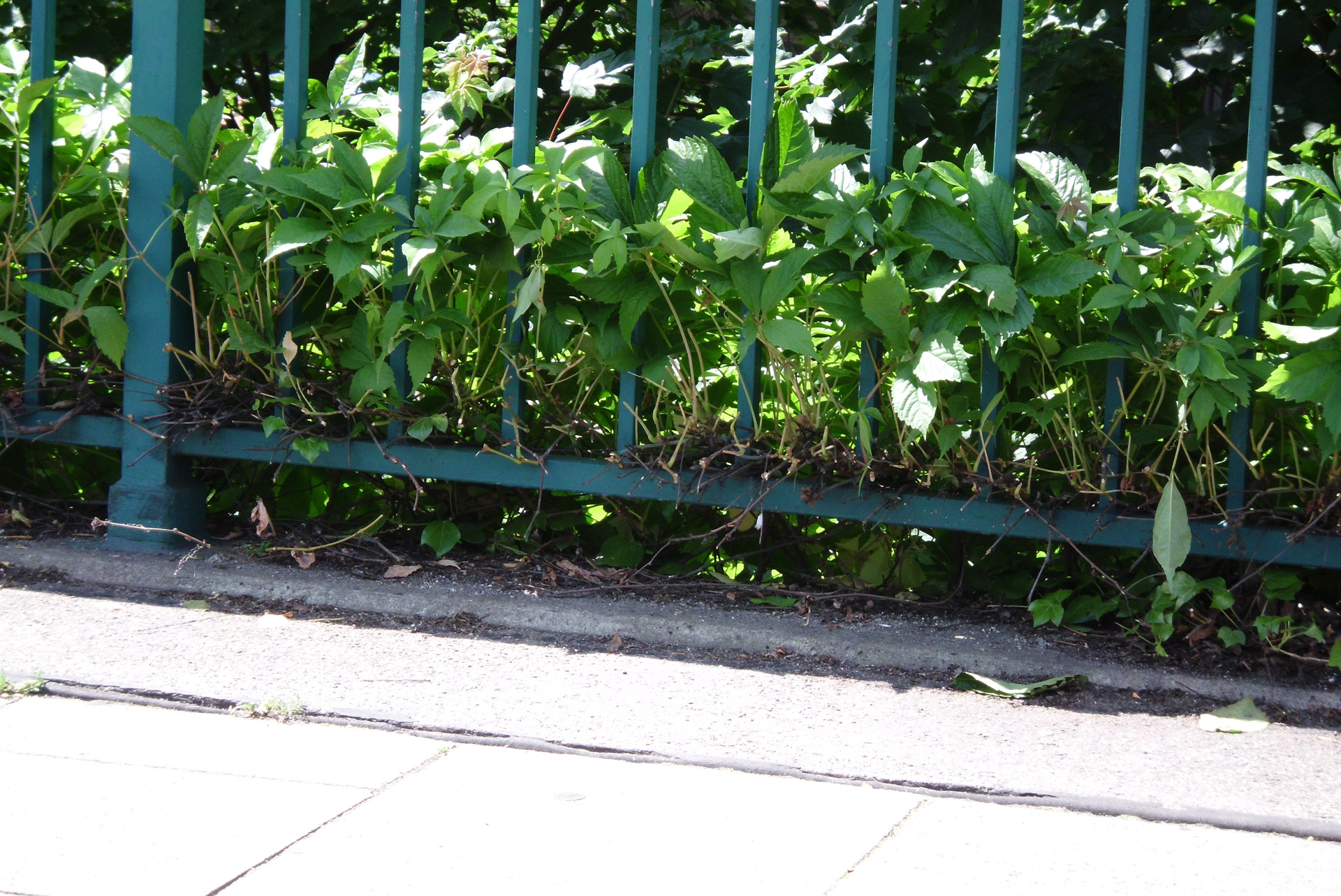 leaf guardrail green free photo