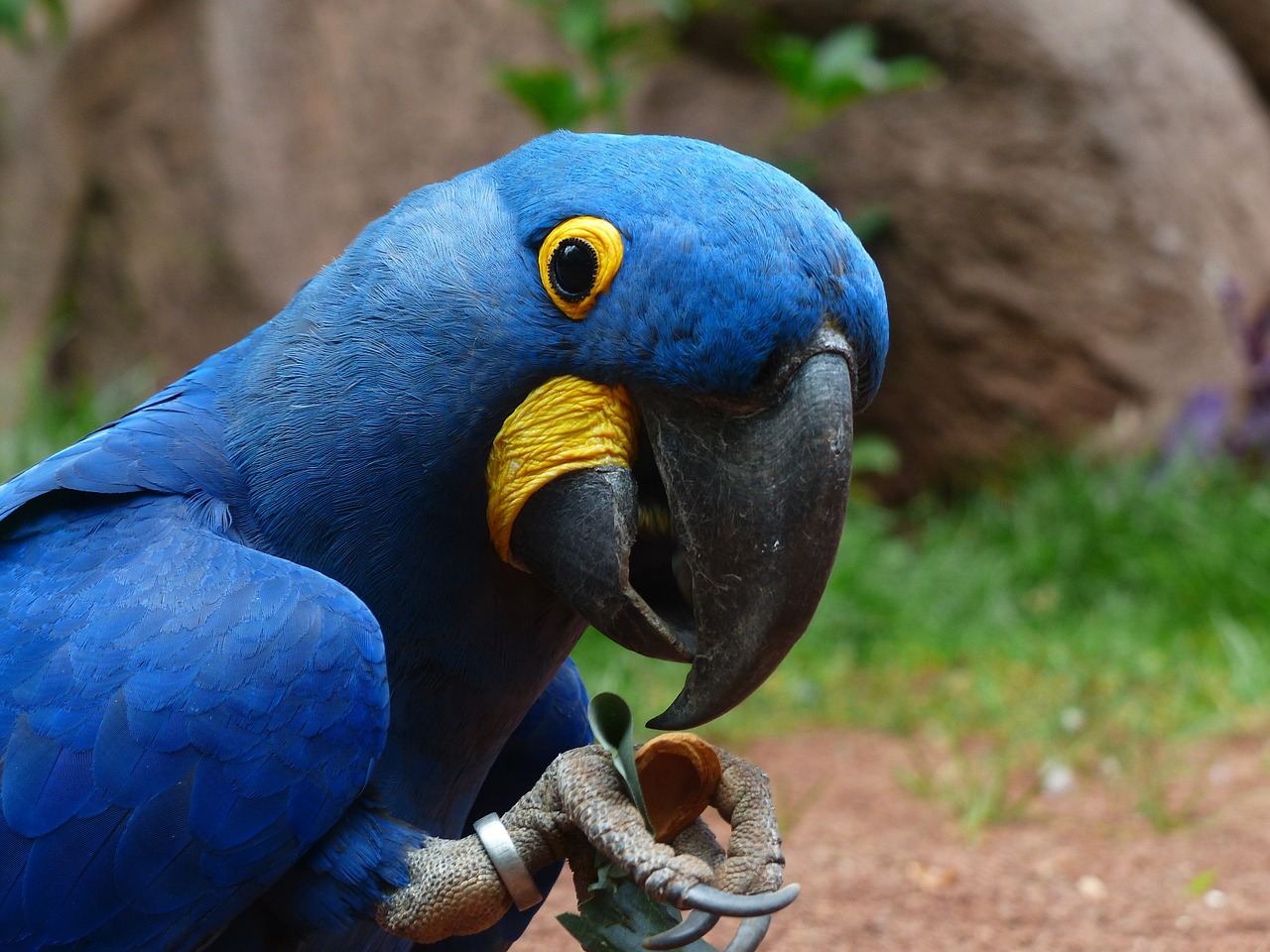 blauaras parrot hyazinth-ara free photo