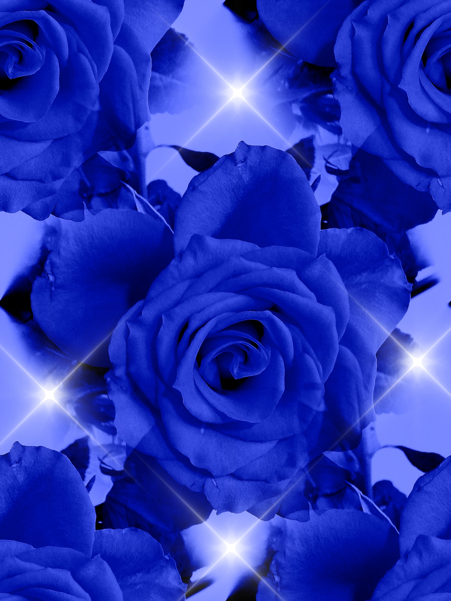 roses blue background free photo