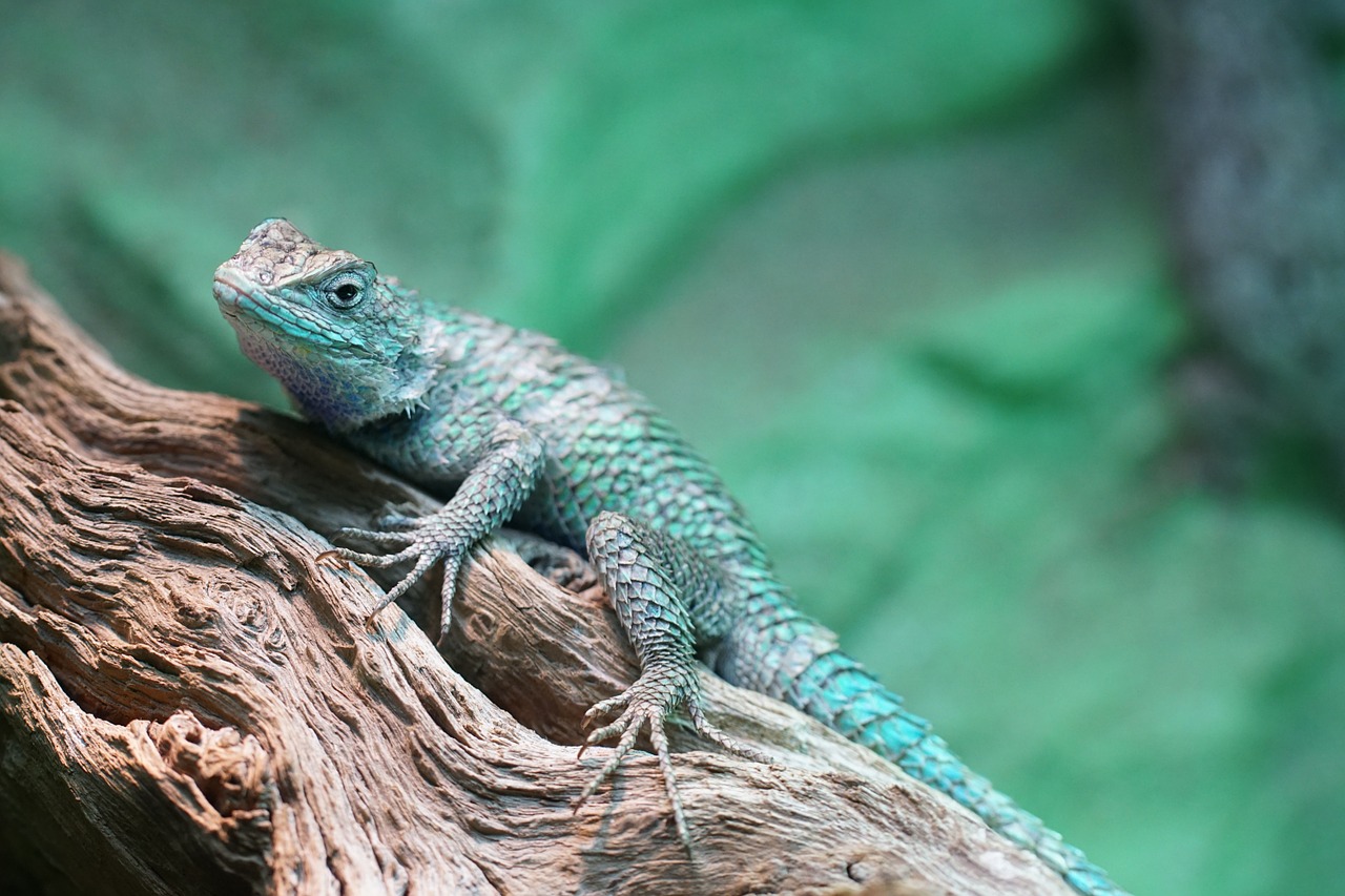 blaukehlagame iguana reptile free photo
