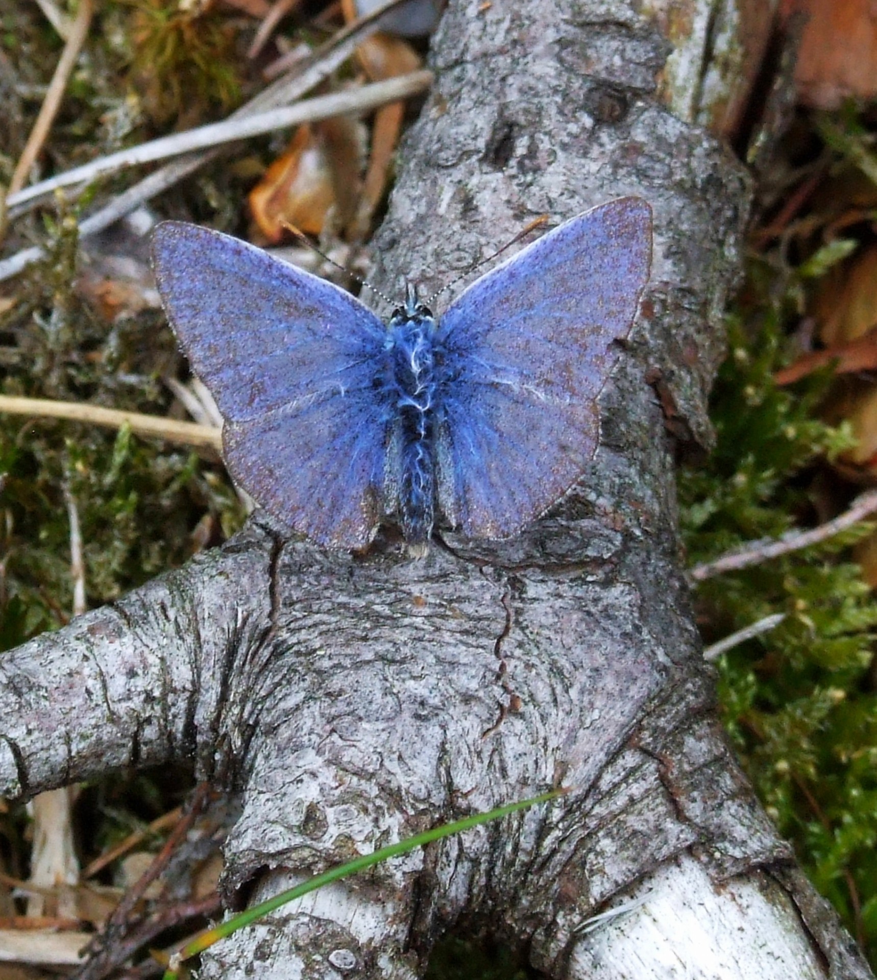 butterfly moth forest free photo