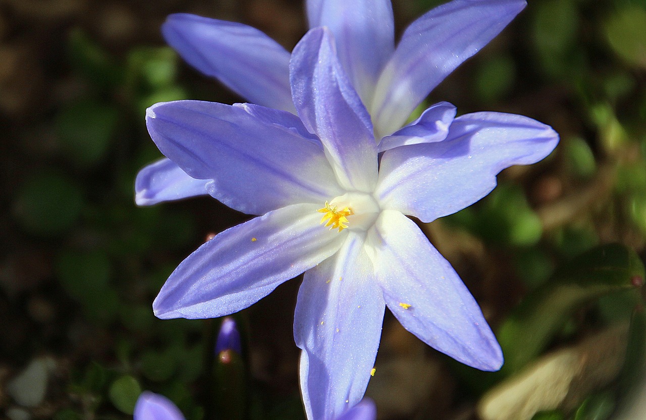 blue star scilla flower garden free photo