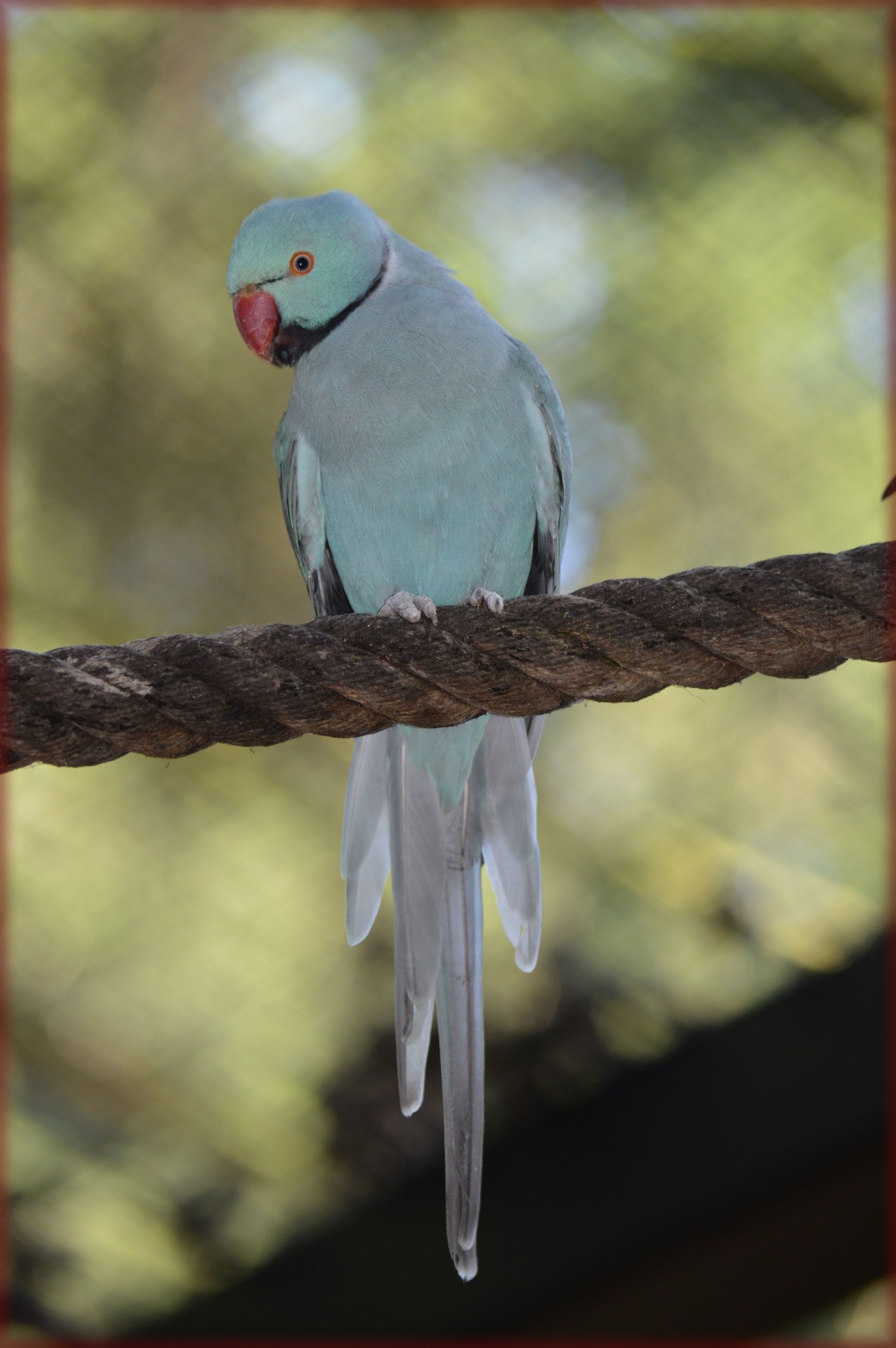 parrot dwarf parrot blue free photo