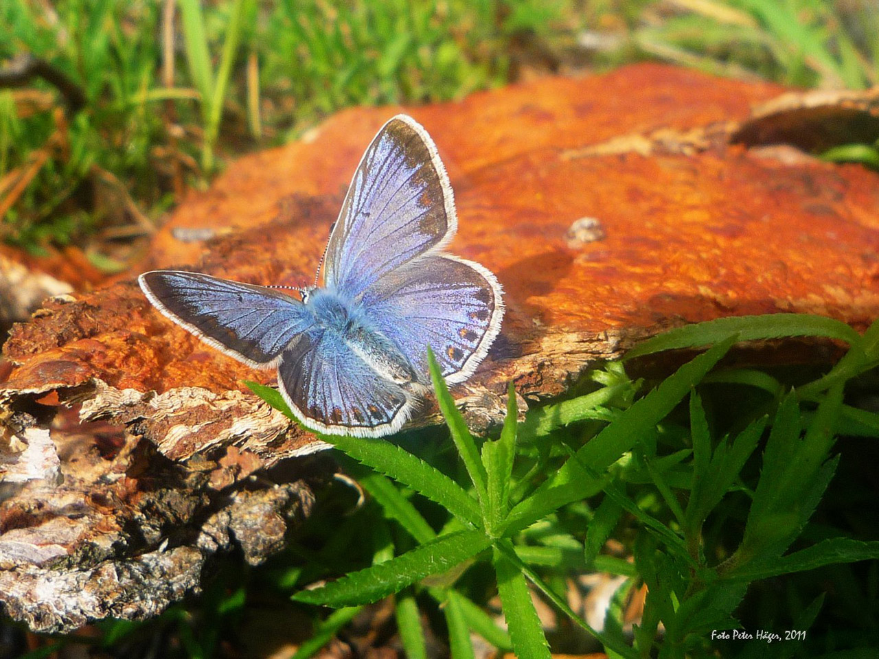 butterfly butterflies blue wing butterfly free photo