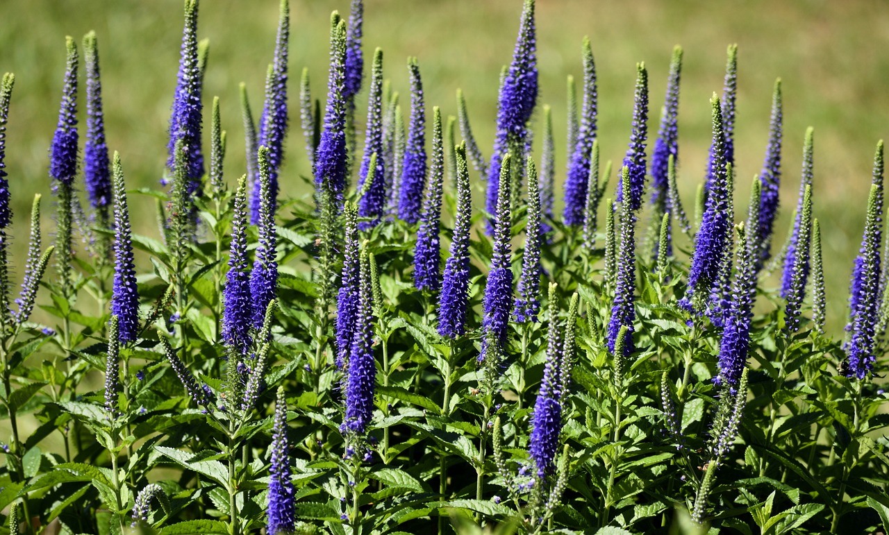 blazing star flower floral free photo