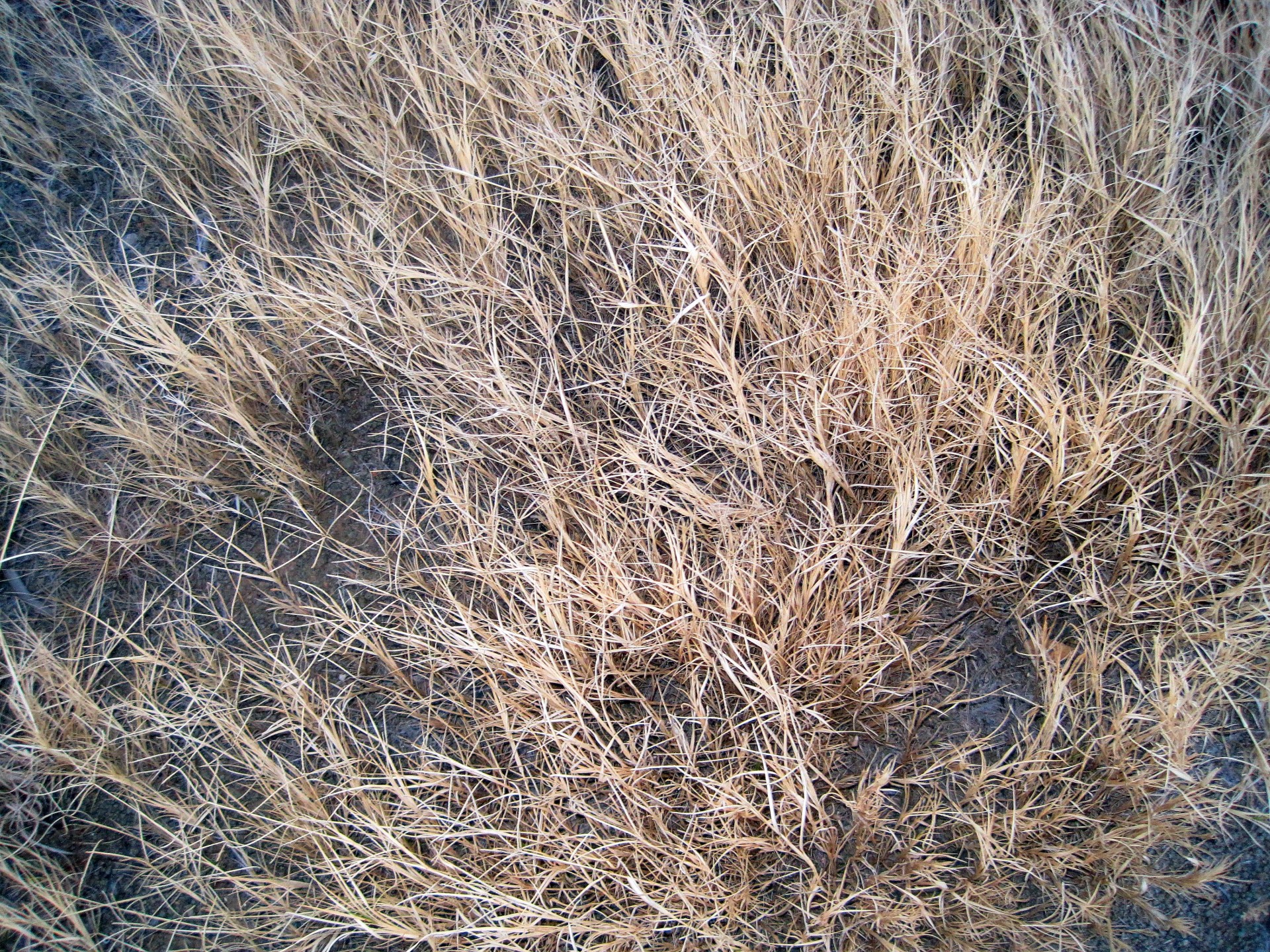 grass bleached veld free photo