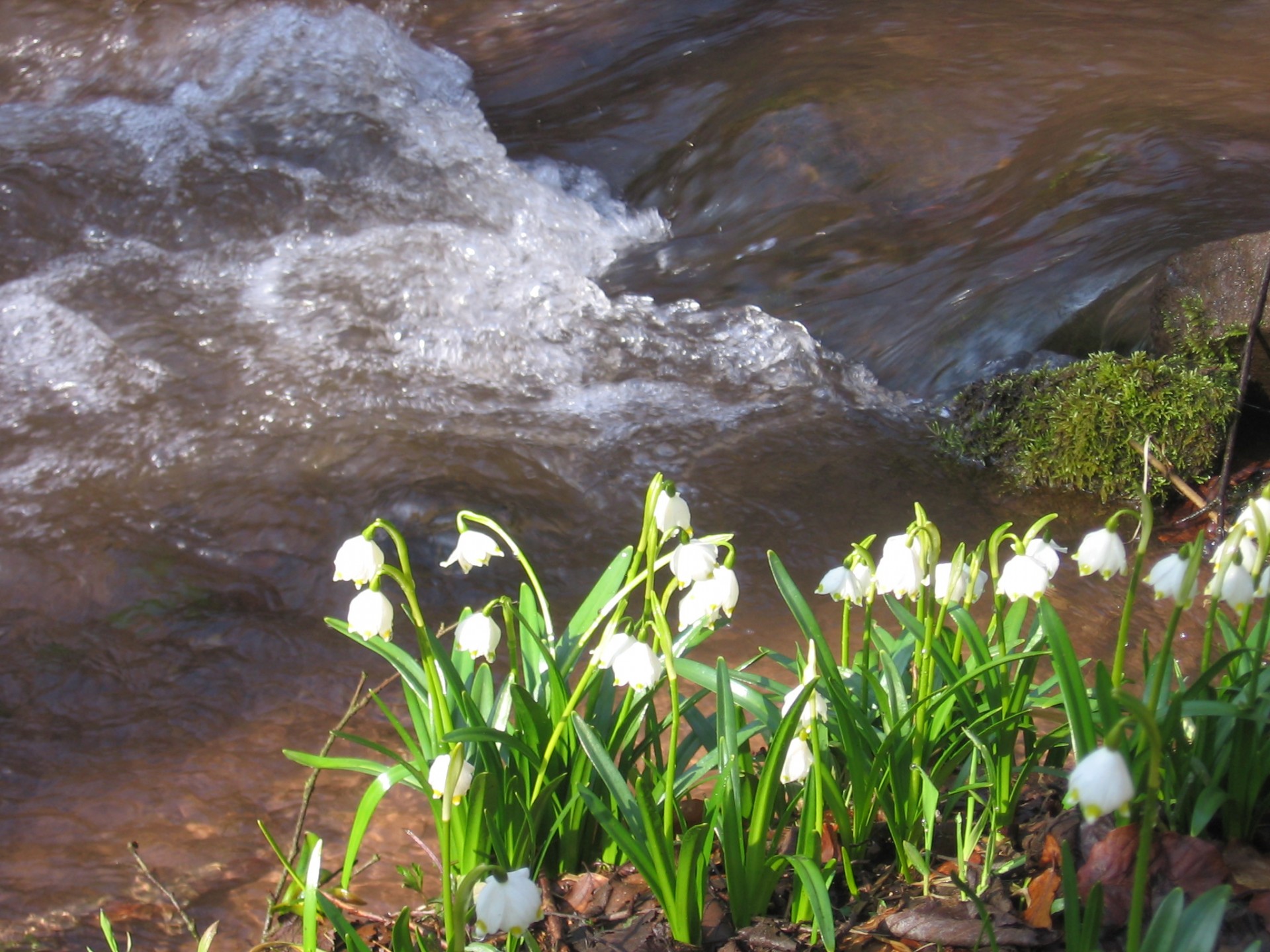 flower spring snowflake free photo