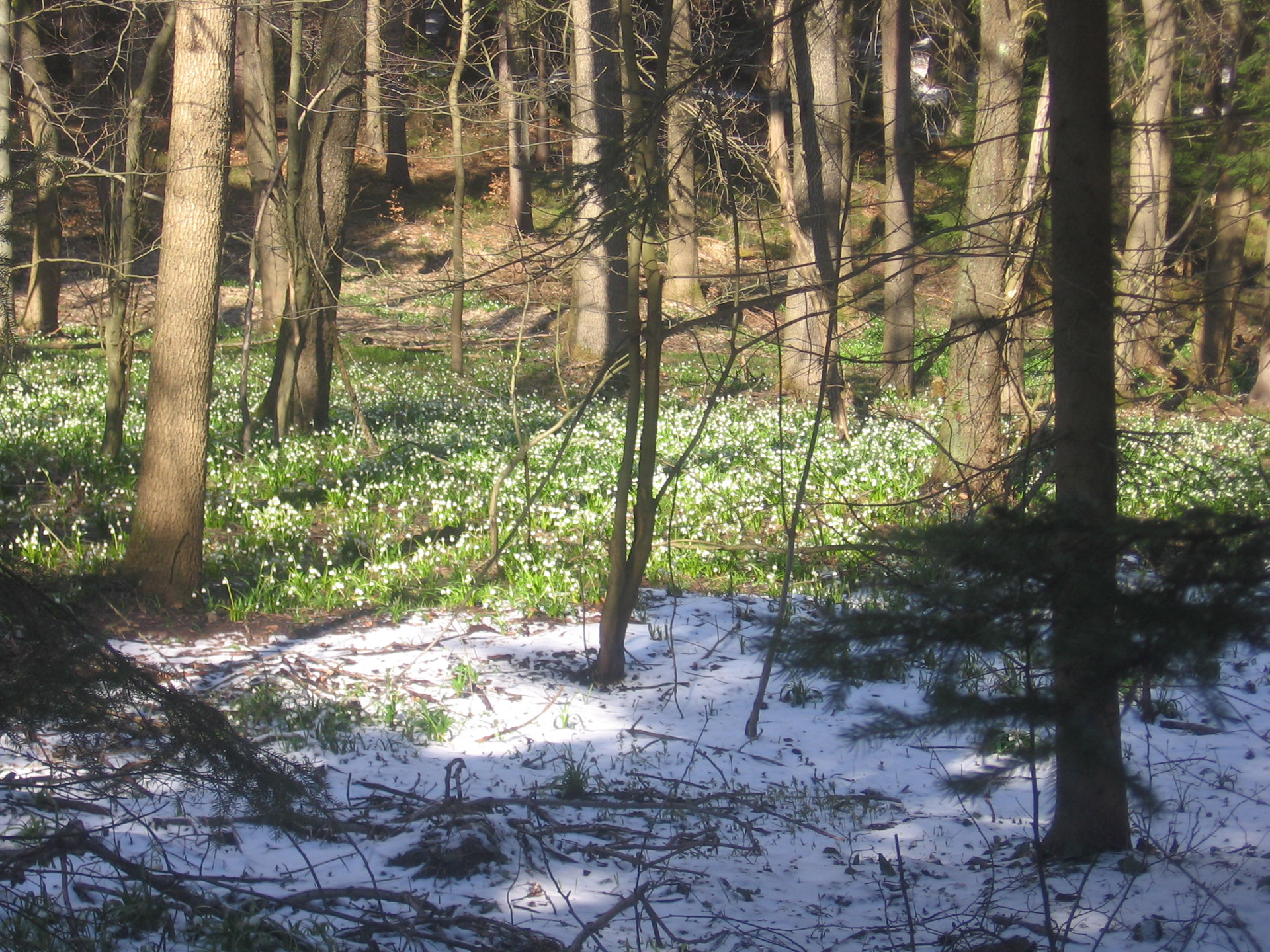 forest snowflake snowflake in the woods free photo