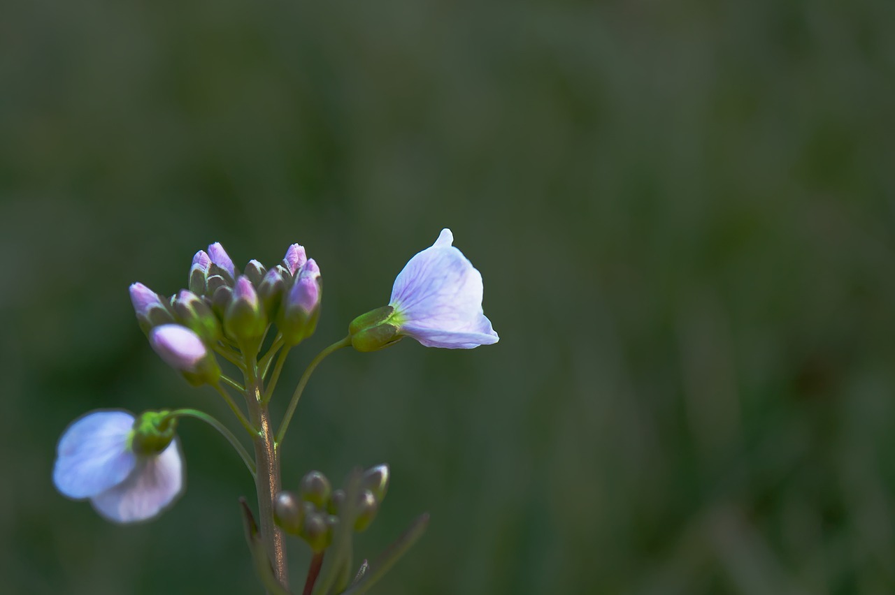 bleed  plant  flower free photo