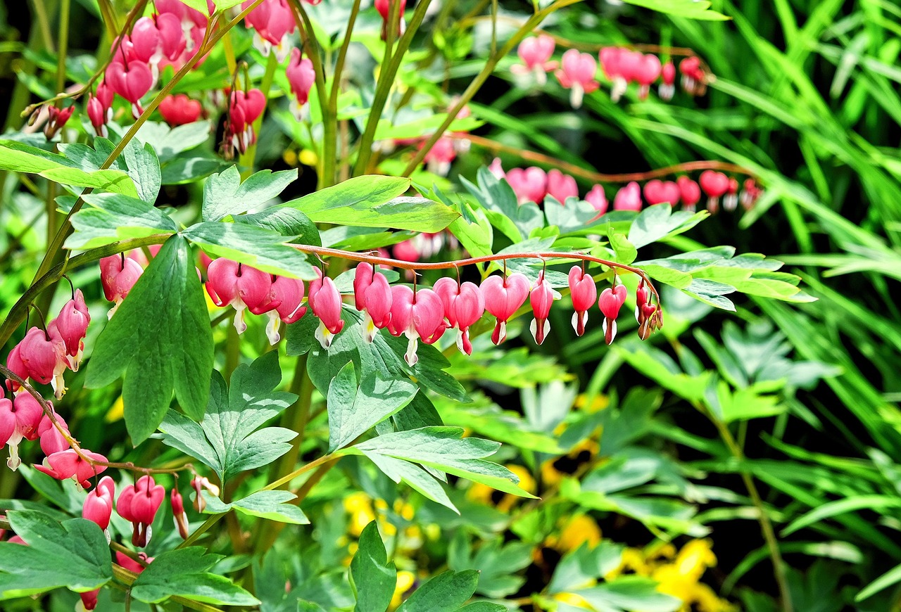 bleeding heart flower flowers free photo