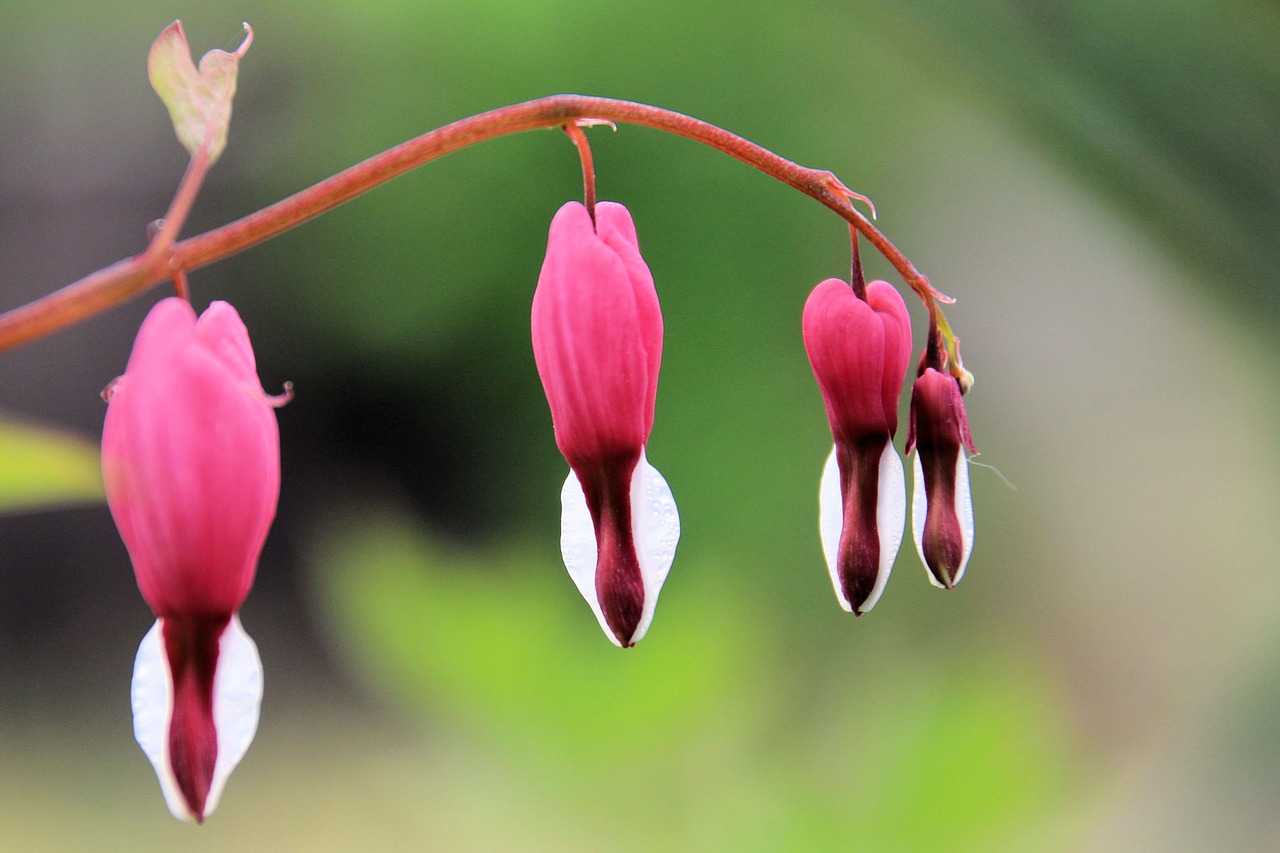 bleeding heart flowers flower free photo