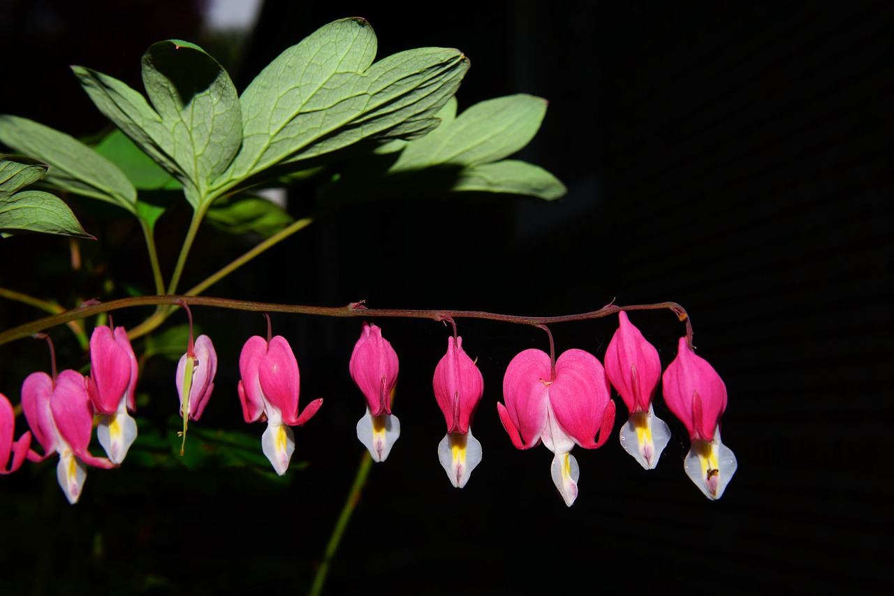 bleeding heart flowers pink free photo