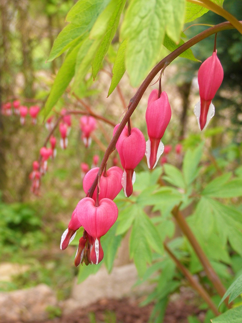 bleeding heart flower pink free photo