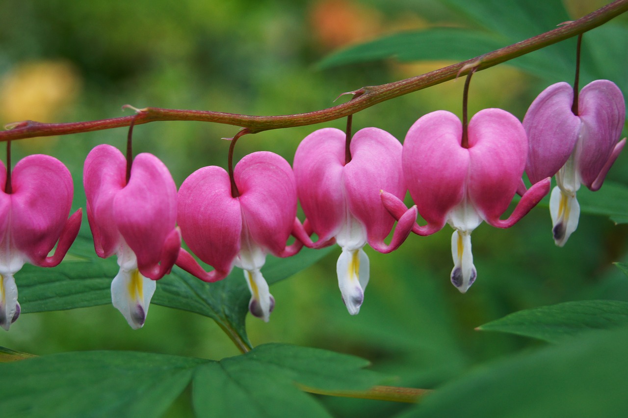 bleeding heart flower pink free photo