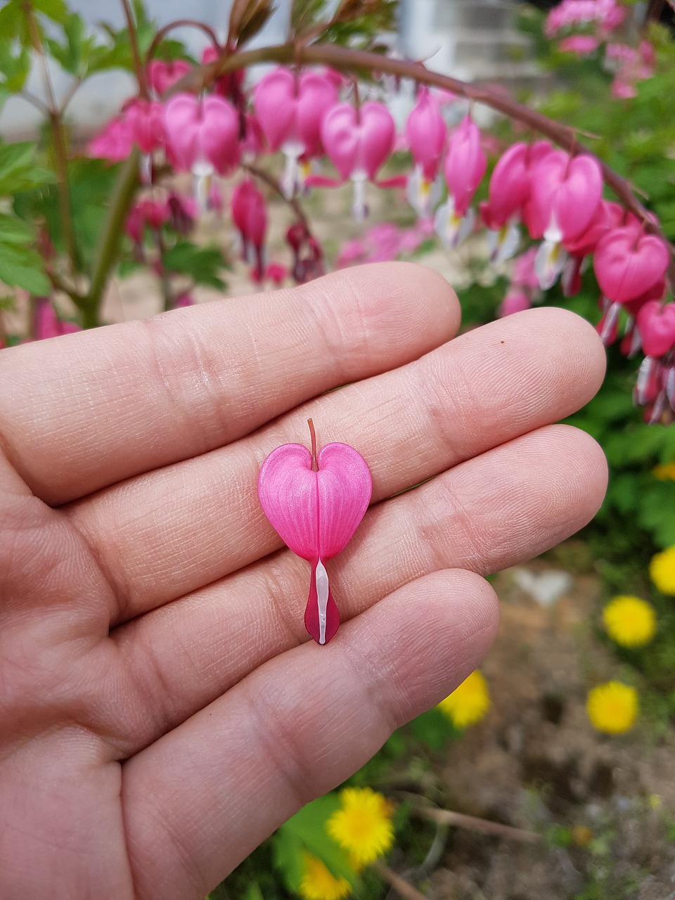 bleeding heart flowers spring free photo