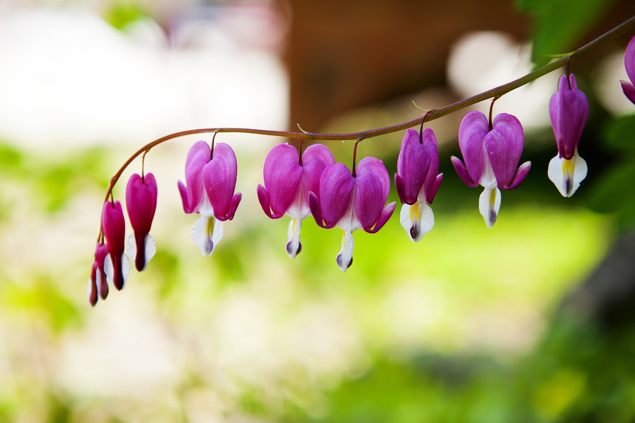 bleeding heart spring flowers free photo