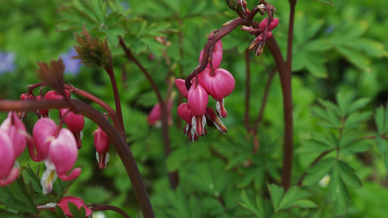 Bleeding heart,lamprocapnos spectabilis,heart flower,herzerlstock ...