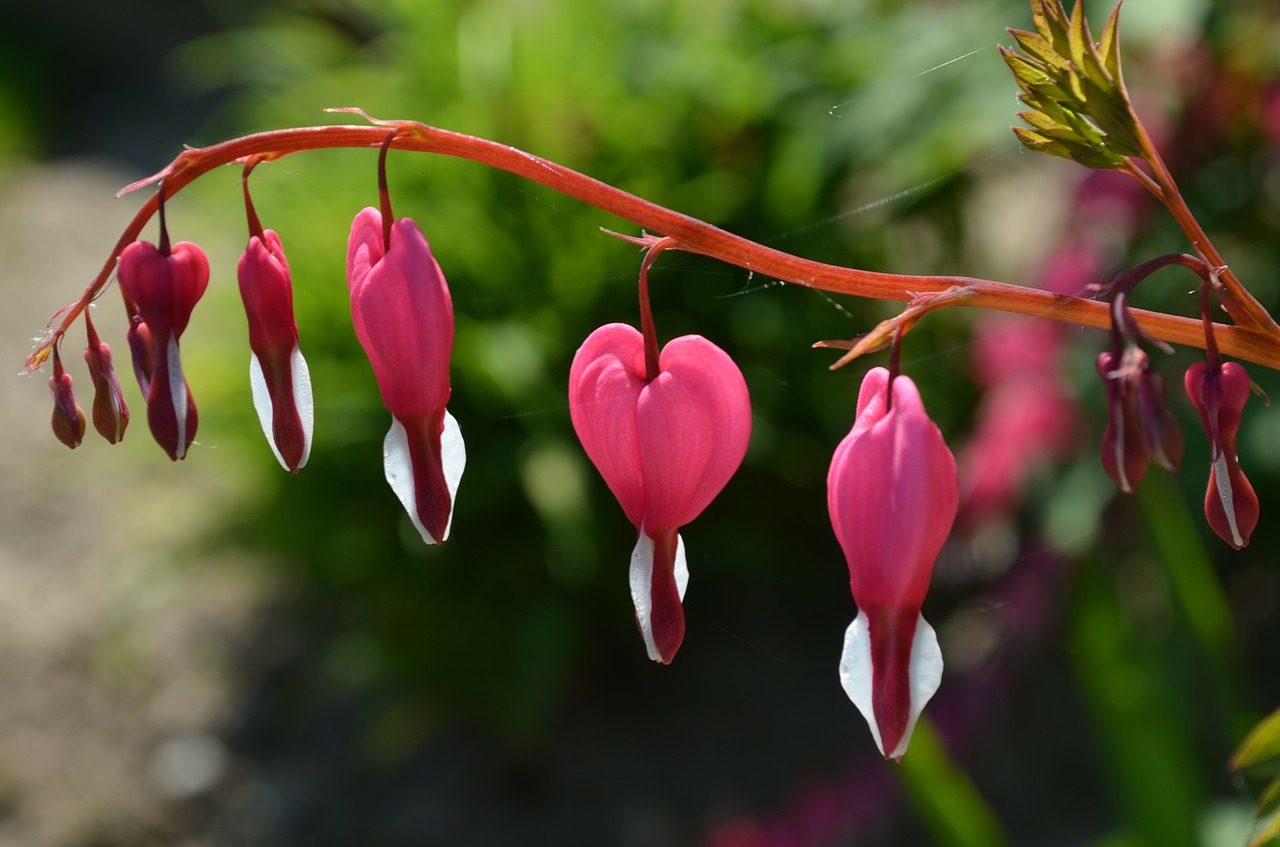 bleeding heart ornamental plant flower free photo