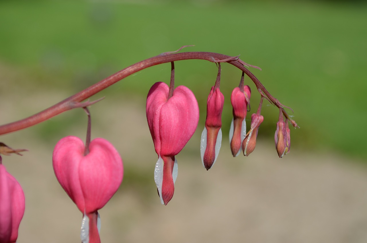 bleeding heart ornamental plant flower pink free photo