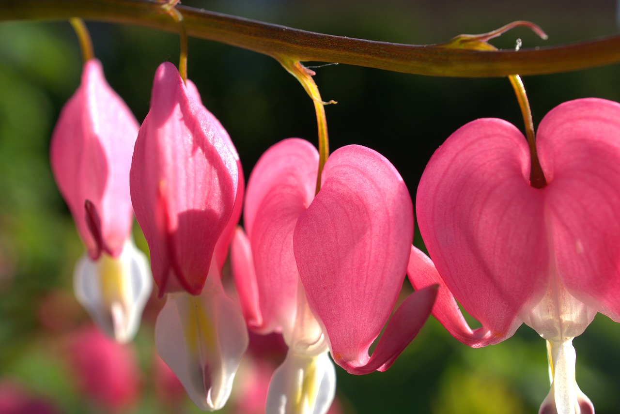 bleeding heart  nature  flower free photo