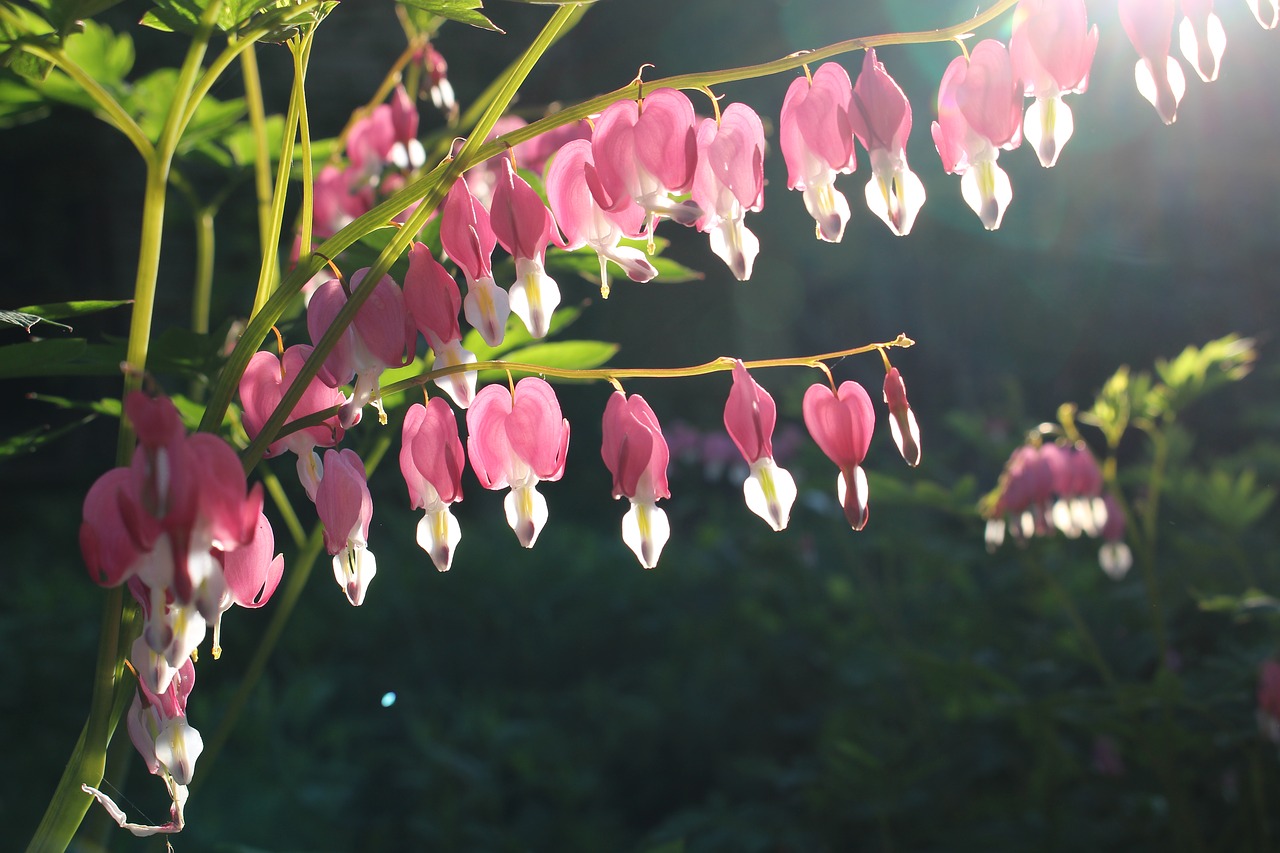 bleeding heart  flower  sunlight free photo