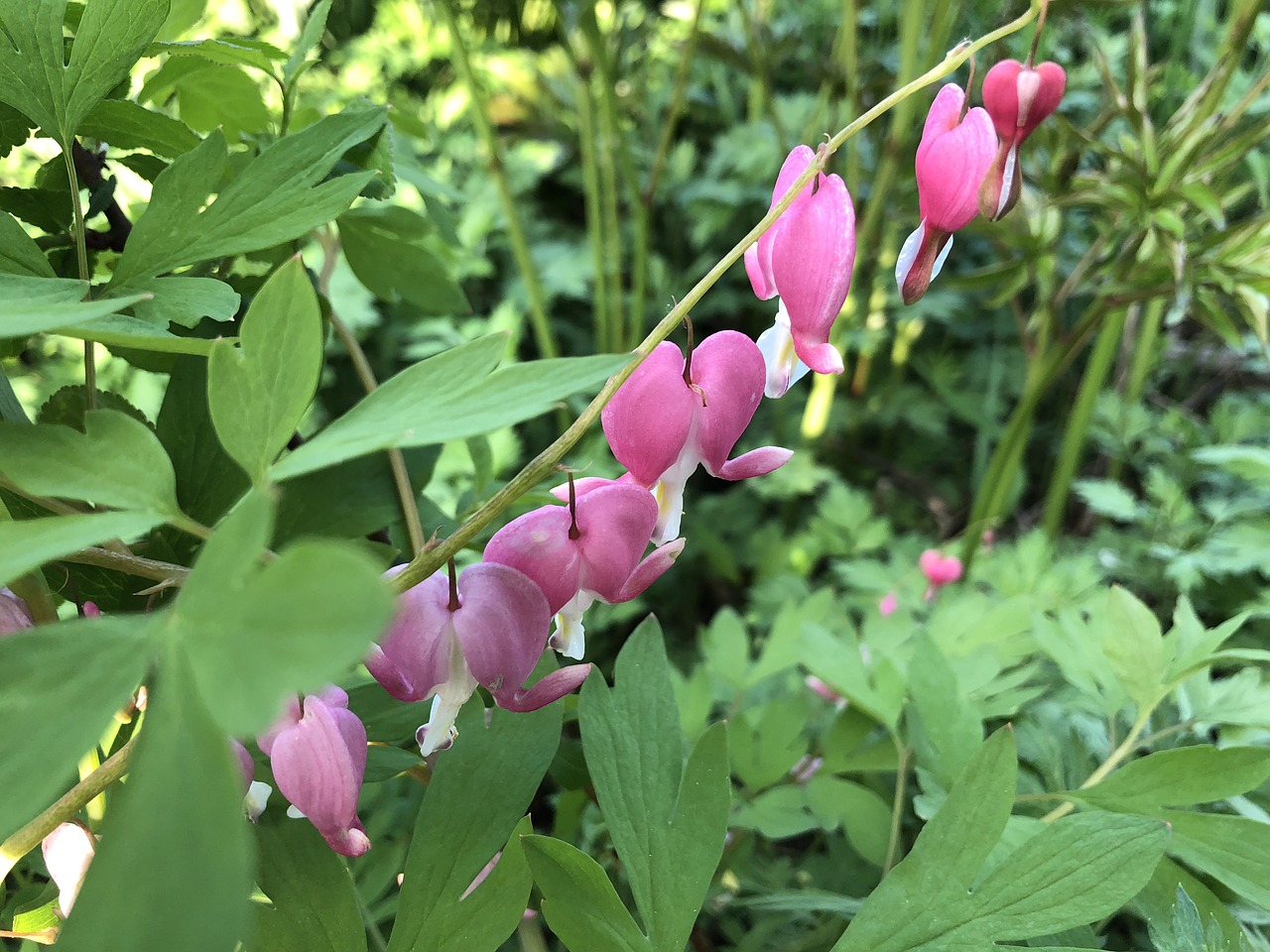 bleeding heart  spring  garden free photo